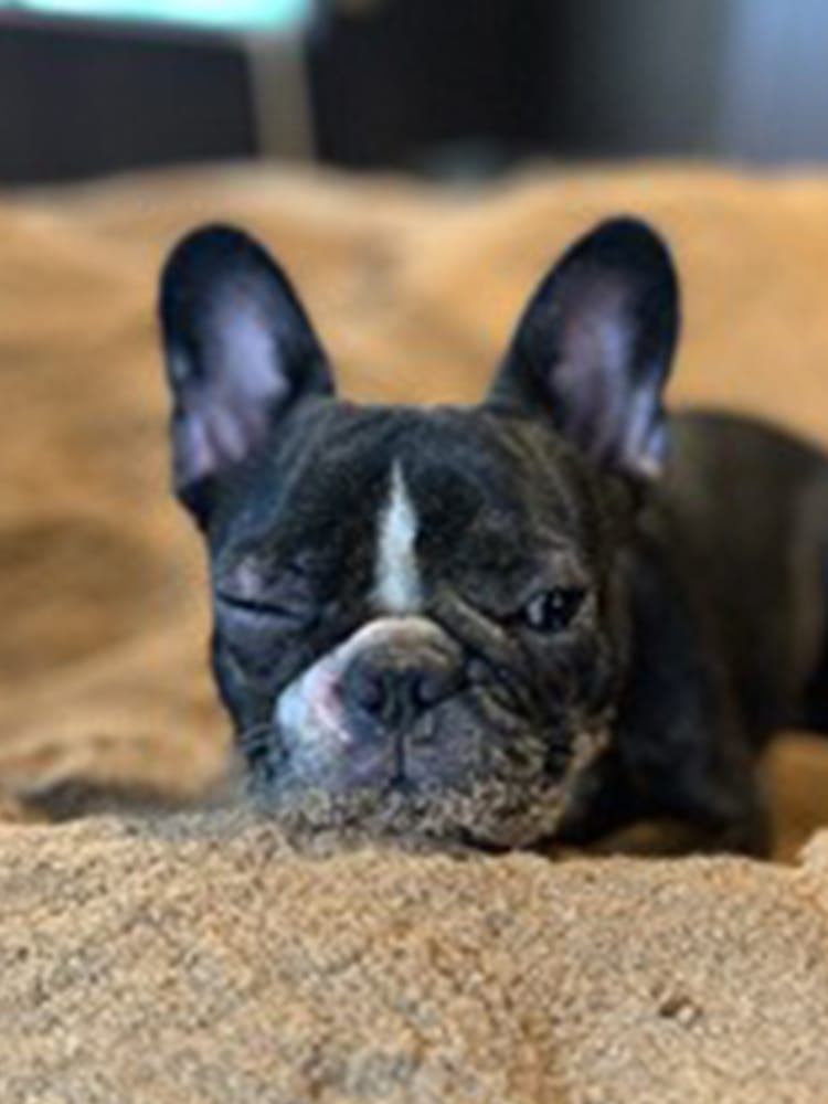 ワンちゃん酵素風呂