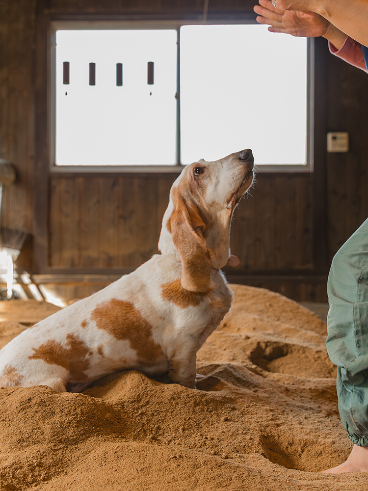 ワンちゃん酵素風呂