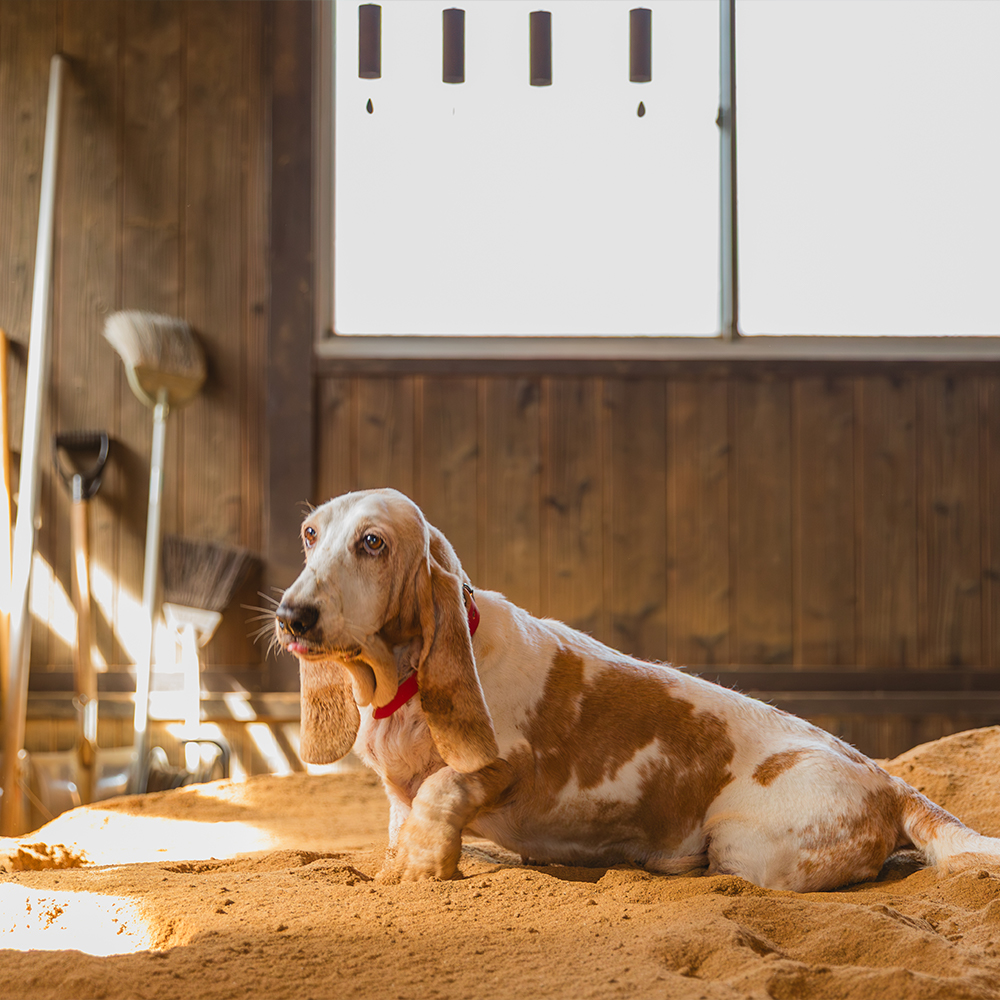 その他のコンテンツ